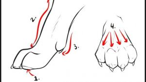Draw Anime Wolves Step Step Wolf Drawings Step by Step How to Draw Wolves Step 3 Art Color