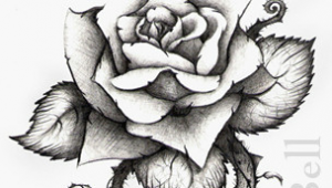 Draw Out A Rose Thorn Rose Tattoo Drawings and Designs Media Art Photography