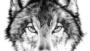 Draw Realistic Wolf Face Drawing How to Draw A Angry Wolf Face with How to Draw A Wolf Face