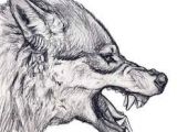 Draw Wolf Profile 68 Best Wolf Loup Images Draw Animals Sketches Of Animals