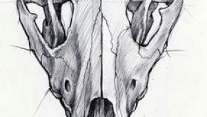 Draw Wolf Skull 24 Best Wolf Skull Images Animal Skulls Skull Bones Skulls