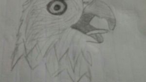 Drawing 10 Year Old 10 Year Old Girl Drawing Of A Bald Eagle Sketches Pinterest 10