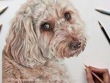 Drawing 2 Year Old Khalee the 2 Year Old Cockapoo is Complete She Was An Absolute Joy