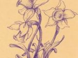 Drawing 2d Flowers 126 Nejlepa A Ch Obrazka Z Nasta Nky Flowers Drawing Of Daffodil
