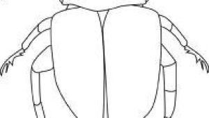 Drawing 9f Drawing Of Dung Beetle Clearly Shows Different Body Parts Study for