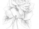 Drawing A Beautiful Rose A Delicate Beautiful Rose Prezi Presentation On Multimedia Artist