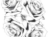 Drawing A Beautiful Rose Rose Drawing Fresh 20 Awesome White Rose Flowers Black Ezba
