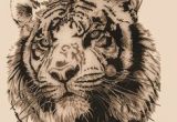 Drawing A Big Cat Head 117 Best Tatoos Images Big Cats Tigers Drawings