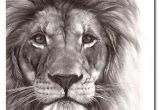 Drawing A Big Cat Head Best Pencil Drawing Of A Lion Google Search Art In 2018