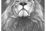 Drawing A Big Cat Head Google Drawings Tattoos Lion Tattoo Drawings