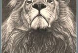 Drawing A Big Cat Head Realistic Drawings Of Animals 42 Incredibly Realistic and Adorable