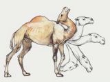 Drawing A Cartoon Camel 18 Best Camel Images Camel Camels Drawings