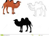Drawing A Cartoon Camel Digital Drawing Of Three Camels Stock Vector Illustration Of Young
