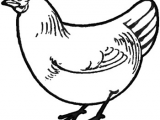Drawing A Cartoon Chicken How to Draw Chickens Hens with Easy Step by Step Drawing Tutorial