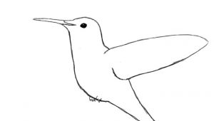 Drawing A Cartoon Hummingbird Simple Hummingbird Line Drawing Draw Your Hummingbird S Eye In Sun