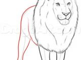 Drawing A Cartoon Lion How to Draw A Cartoon Lion Step by Step Drawing Tutorials for Kids