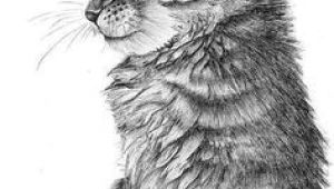 Drawing A Cat Body 41 Best Cute Cat Drawing Images Crazy Cat Lady Kittens Animaux