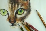 Drawing A Cat Gif Kitteh Kats Cat Photos Cat Gifs Cat Funny Kitten Pics Lots Of