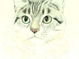 Drawing A Cat Mouth How to Draw A Cat In Colored Pencil