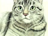 Drawing A Cat Quickly How to Draw A Cat In Colored Pencil