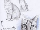 Drawing A Cat Tutorial Cat Drawing Cats and Owls Cat Drawing Drawings Cat Sketch