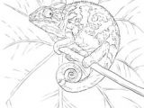 Drawing A Chameleon Eye 12 Best O O O U U U U U O O Images Lizards Reptiles Chameleons