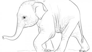 Drawing A Cute Elephant Cute Baby Elephant Coloring Page From Elephants Category Select