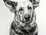 Drawing A Dog In Charcoal 2150 Best Drawing Dogs Images Dog Paintings Drawings Of Dogs