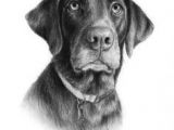 Drawing A Dog In Charcoal 29 Best Animal Drawings Images Animal Drawings Sketches Of