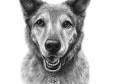 Drawing A Dog In Charcoal Custom Dog Drawing In Charcoal by Elisa Post View Her Etsy Page