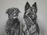 Drawing A Dog In Charcoal Dog Art by Amy Little Lola and Kira 2014 Charcoal On Paper Art