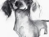 Drawing A Dog In Charcoal Valerie Davide Dachshund Sketch In Charcoal All Dachshund