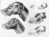 Drawing A Dog Profile 8 Best Dog Art Images Draw Dog Art Dog Skeleton
