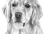 Drawing A Dog Profile 90 Best Pencil Drawings Puppies Images Dog Art Drawings Of Dogs
