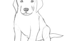 Drawing A Dog Profile How to Draw A Puppy Drawing Drawings Puppy Drawing Sketches