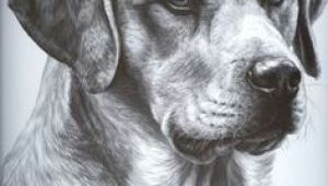 Drawing A Dog with Pencil 37 Best Dog Sketches Images Pencil Drawings Graphite Drawings