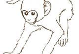 Drawing A Easy Monkey Monkeys Drawings How to Draw Monkeys Step 12 Zeichnen Drawings