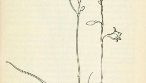 Drawing A Field Of Flowers Field Book Of Western Wild Flowers Botanical Illustration Wild