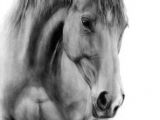 Drawing A Horse Eye 78 Best Drawings Of Horses Images In 2019 Drawings Of Horses