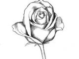 Drawing A Perfect Rose 136 Best Rose Drawings Images Painting Drawing Painting On