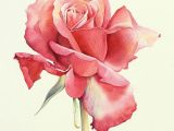Drawing A Pink Rose Water Color Painting Rose Watercolour Painting Drawings