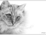 Drawing A Ragdoll Cat 202 Best Ragdoll Art Images Cats Christmas Cats Cute Kittens