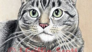 Drawing A Realistic Cat Eye How to Draw A Cat In Colored Pencil