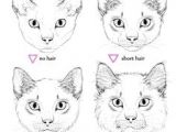 Drawing A Realistic Cat Face 235 Best Art Images Pencil Drawings Pencil Art Cat Illustrations
