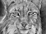 Drawing A Realistic Cat Face How to Draw A Realistic Lynx Step 22 Cats Pinterest Drawings