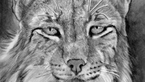 Drawing A Realistic Dog Step by Step How to Draw A Realistic Lynx Step 22 Cats Pinterest Drawings