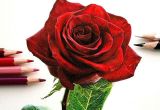 Drawing A Red Rose so Realistic Rose Drawing Misc Drawings Art Pencil Drawings