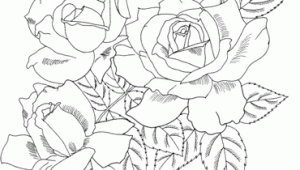 Drawing A Rose Bush Cecile Brunner or Polyantha Rose Bush Coloring Page Flowers