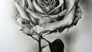 Drawing A Rose Realistic Pin by Crystals Hutt On Flower Plants Drawings In 2019 Drawings