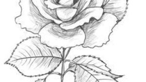 Drawing A Rose Time Lapse 175 Best Flower Drawings Images In 2019 Beautiful Flowers